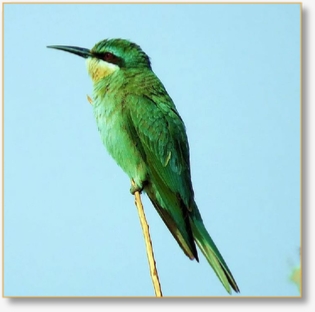 Morocco Birding Tour Package