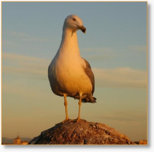 Morocco Birding Tour Package