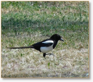 Birding Tours in Morocco