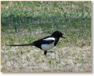 Birding Tours in Morocco