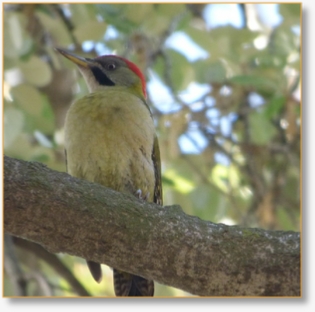 Why Reserve a Birding Tour with Us?