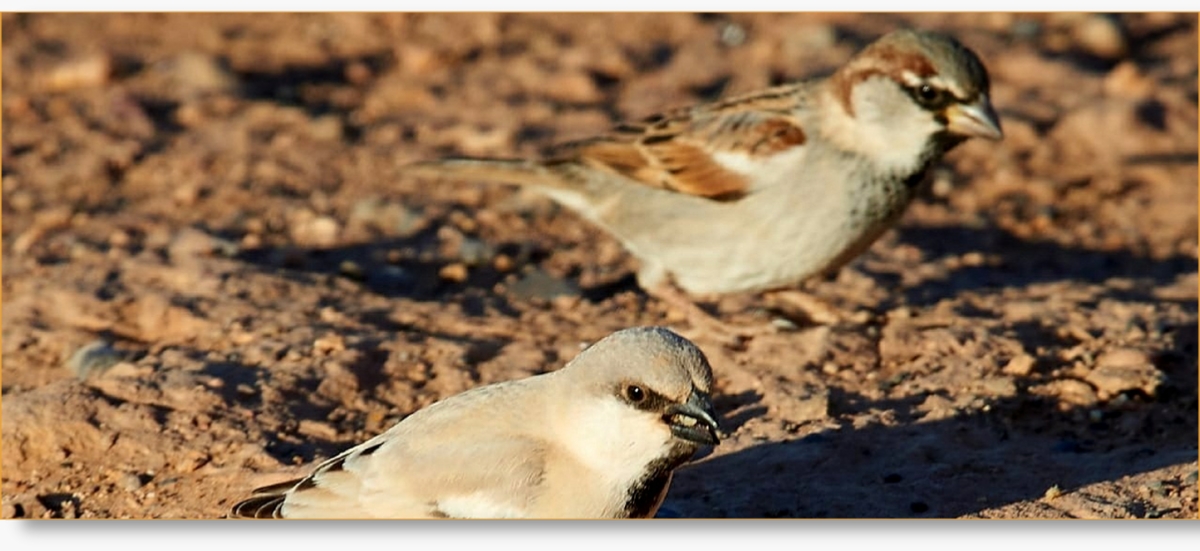 Birding in Morocco: Your Ultimate Guide to Experiencing Avian Beauty