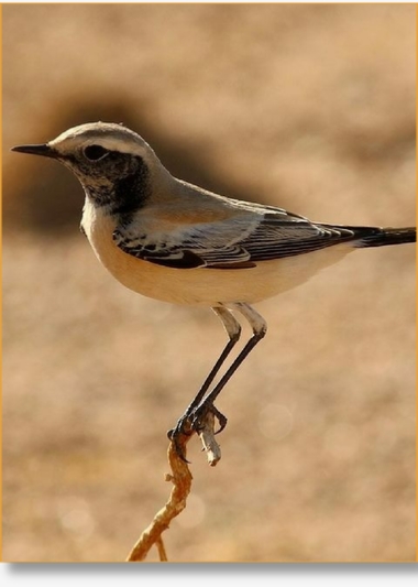 Contact Birding In Morocco | Reach Out for Expert Birdwatching Tours & Inquiries