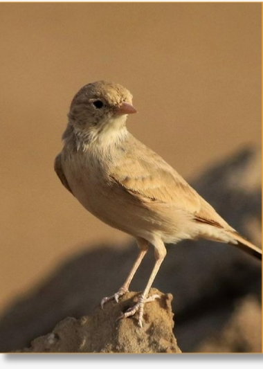 Special Offers For Birding Tours in Morocco