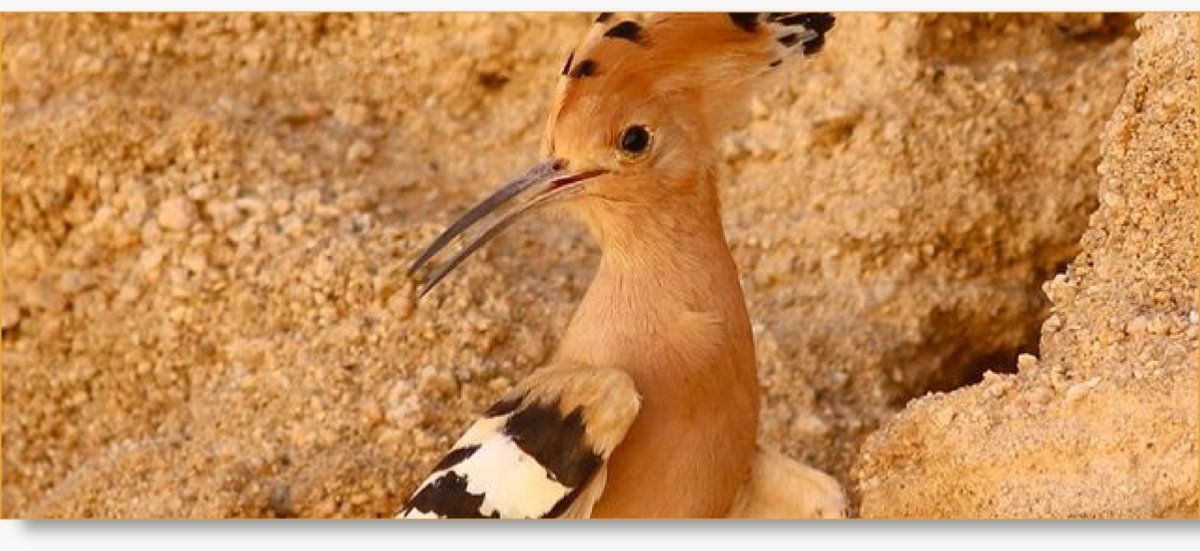 FAQ Birding in Morocco | Expert Guides, Diverse Habitats, Unforgettable Experiences