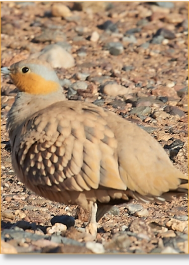 Discover the Best Birding Destinations in Morocco