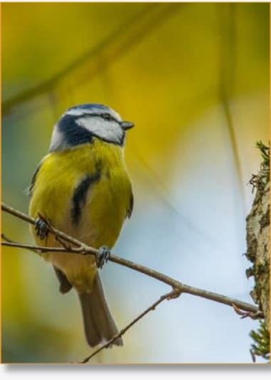 Birding Day Trips in Morocco - Private Tours with Experienced Guides