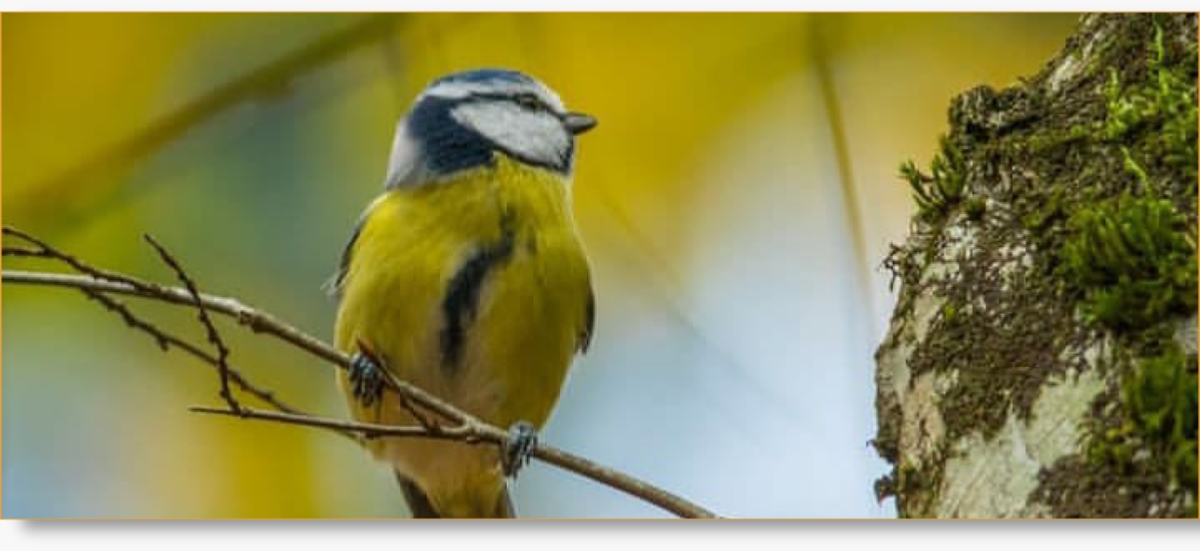 Birding Day Trips in Morocco - Private Tours with Experienced Guides