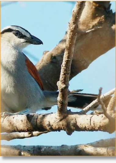 About us: Discover the Beauty of Moroccan Birds | Birding in Morocco