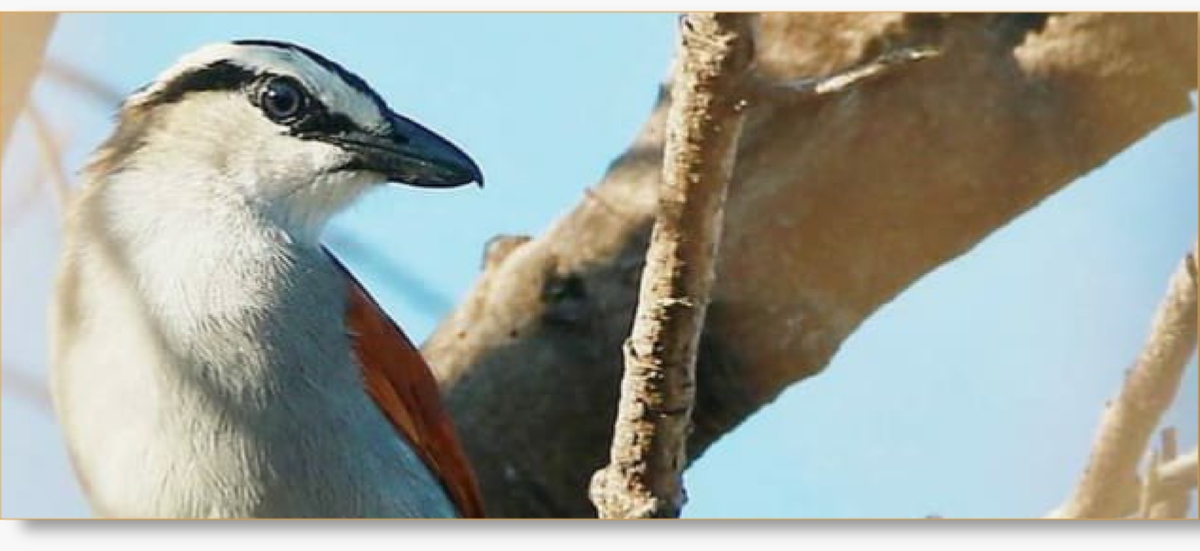 About us: Discover the Beauty of Moroccan Birds | Birding in Morocco