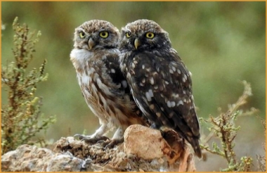 Best Destinations Birding Tours Morocco