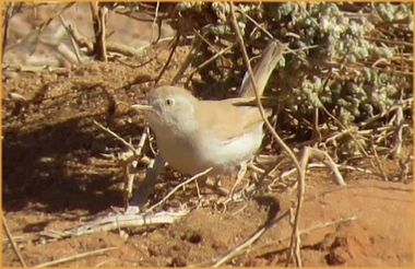 Best Destinations Birding Tours Morocco