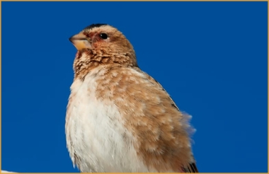 Best Destinations Birding Tours Morocco