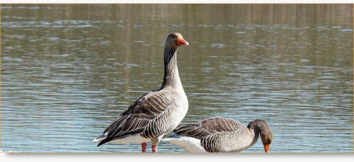 Birding Tour Packages in Morocco - Explore Avian Wonders