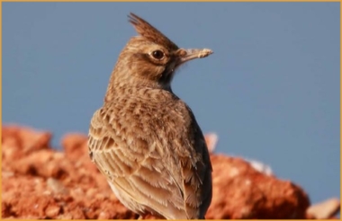 Best Destinations Birding Tours Morocco