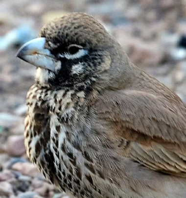 Birding in Morocco