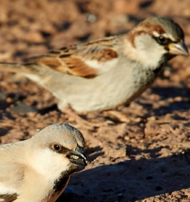 Birding in Morocco