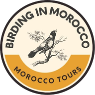 Birding In Morocco