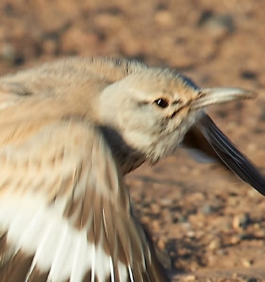 Birding in Morocco