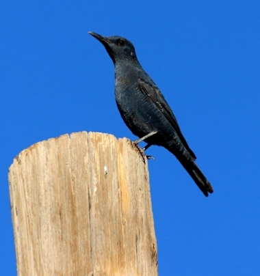 Birding in Morocco